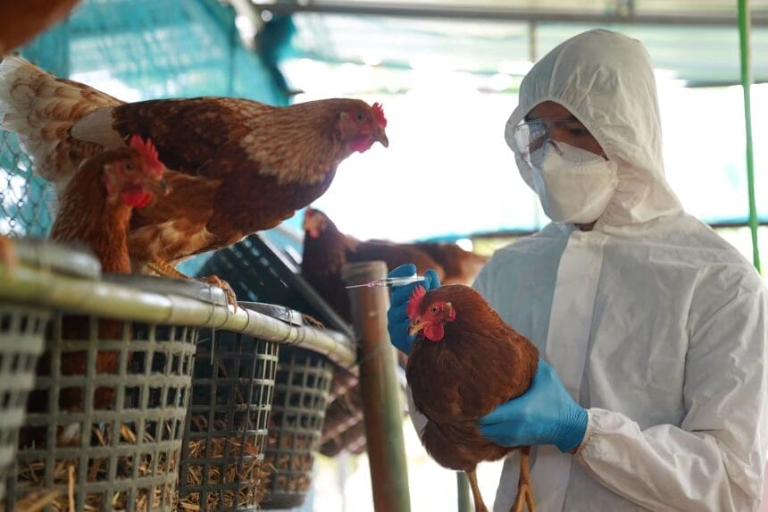 WHO confirms world’s first human dying from H5N2 chicken flu in Mexico